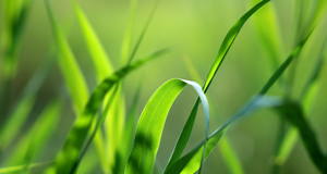 天然草无可比拟人工草的三大特性