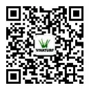 威腾免填充人造草坪系统